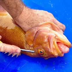 Ikipik Fish Spike