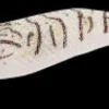 Yamashita Egi Dropper 2.2